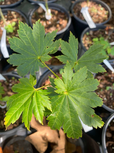 Acer shirasawanum 'Junihitoe' - mapleridgenursery